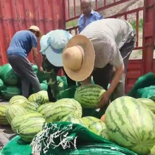 甘肃网红老头吃瓜事件,揭秘网络红人的争议瞬间 第3张 甘肃网红老头吃瓜事件,揭秘网络红人的争议瞬间 第3张